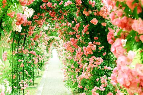 Download Rose Bush Pink Flower Flower Path Nature Rose 4k Ultra HD ...