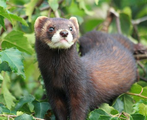 Bildergebnis für mustela putorius | Turón, Animales, Hembras