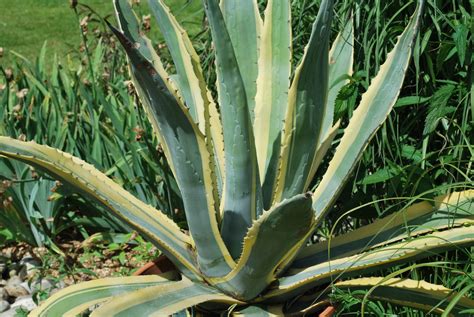 Agave Americana Variegata | Emerald Plants