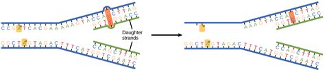 Before Complementary Base Pairing Can Occur in Dna Replication - IzabellekruwBoyer