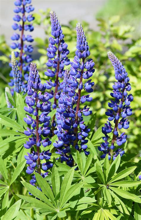 100 BLUE RUSSELL LUPINE Lupinus Polyphyllus Flower Seeds | Etsy