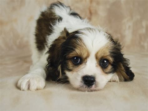 Cavachon Puppies for Sale - North Texas Cat Rescue