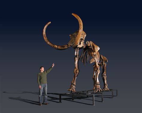 Russian woolly mammoth skeleton (Mammuthus primigenius) photos — PaleoArt.com