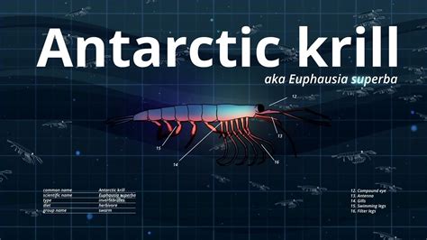 Krill: Superheroes of the Southern Ocean | WWF - YouTube