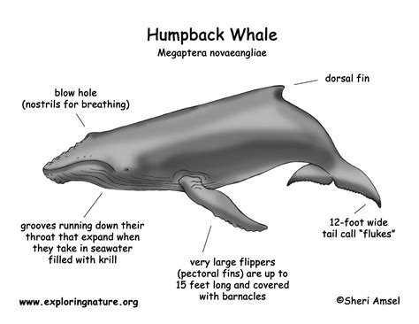 Humpback Whale Diagram