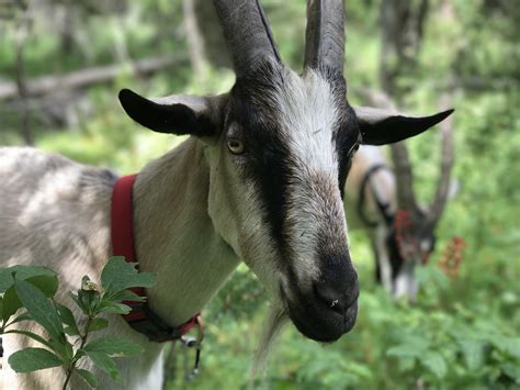 Home - Packgoats.com