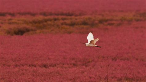 'Red beaches' appear in east China's Shandong - CGTN