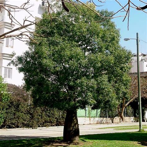 Bottle tree - Kurrajong Seeds (Brachychiton populneus) - Цена: €1.95