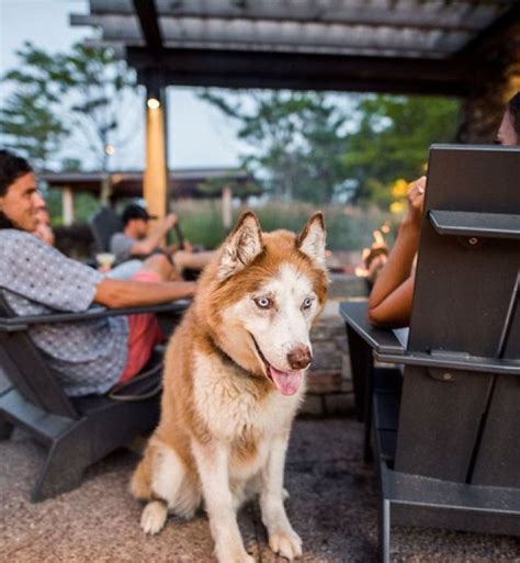 The 29 Best Pet-Friendly Hotels in the U.S. – PureWow