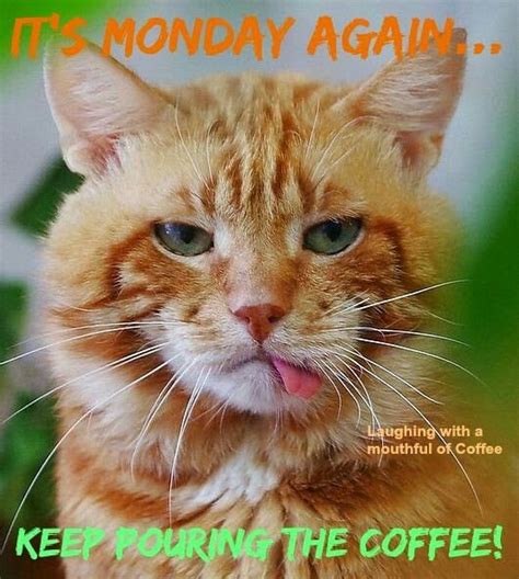 It's Monday again. Keep pouring the coffee. | Morning cat, Funny animals, Funny cat pictures