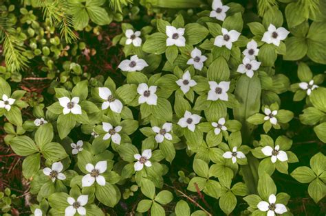 6 Types of Dogwoods For Your Landscape