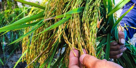 For the first time, farmers in the Philippines cultivated Golden Rice ...