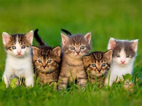 Quiz Les chats | Nature, Animaux