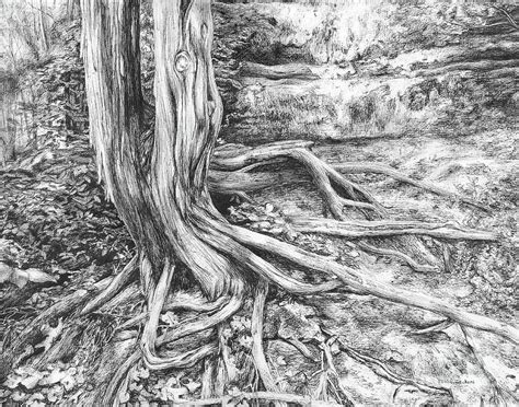 Tree Roots Drawing by Elisa Post | Fine Art America