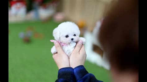 Watch This Little One Play Around !!! White Poodle - Teacup Puppies ...