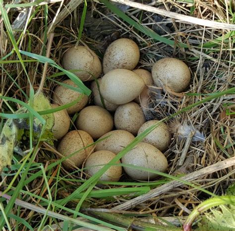 Clutch of Pheasant Eggs - The BLOG of www.gb-online.co.uk