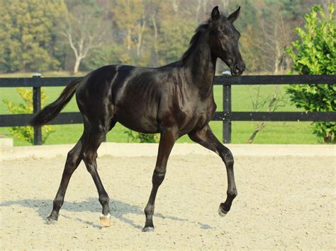 Warmblood Horse Selection - Peter Berkers Sporthorses