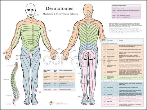 Dermatomes Nerve Poster | Quiropráctica, Anatomia humana musculos ...