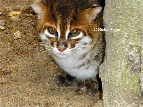 Zookeeper Travels: Flat-headed Cat – International Society for Endangered Cats (ISEC) Canada