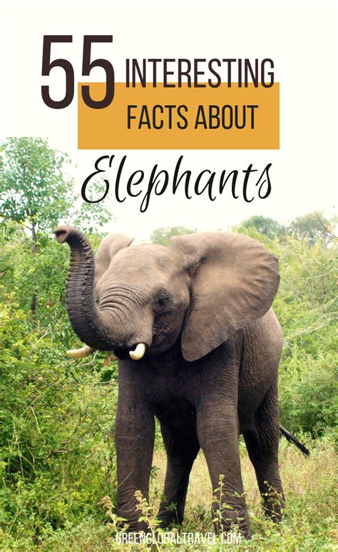 Three unusal facts for asian elephant – Telegraph