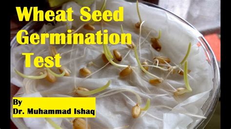 Wheat Seed Germination Test ...Step by Step - YouTube