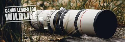 Best Canon Lenses for Wildlife Photography (2021)