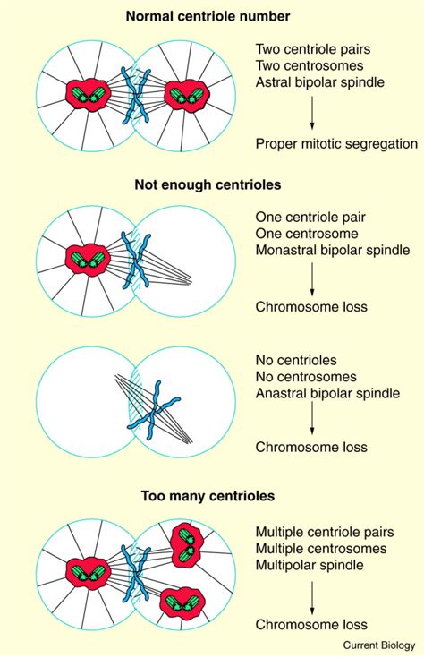 Centrioles take center stage: Current Biology