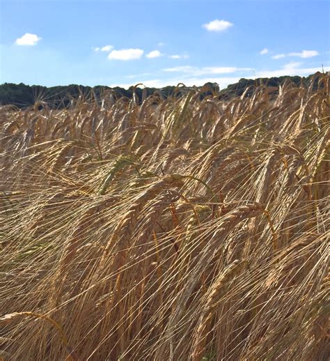 ITAP of a barley field in the summer heat, ready for harvest ...