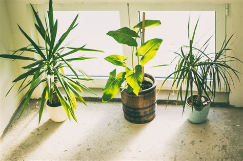 Three Green Potted Plants · Free Stock Photo