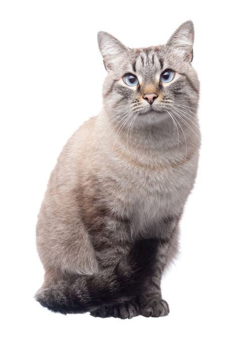 Tabby cat with blue eyes stock image. Image of sitting - 168877295