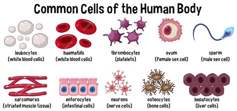 Premium Vector | Common cells of the human body