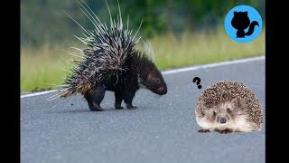 Difference Between Echidna And Hedgehog