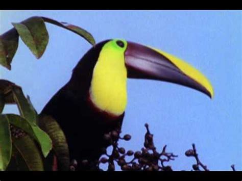 Toucan Feeding - YouTube