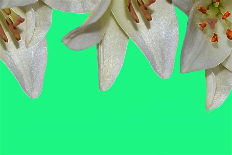 Lily Flowers Jade Background Free Stock Photo - Public Domain Pictures