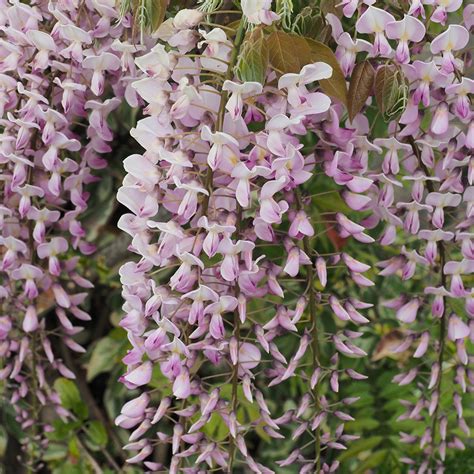 Wisteria Rosea | Pink Flowering Deciduous Hardy Climbing Garden Shrub Plant | eBay