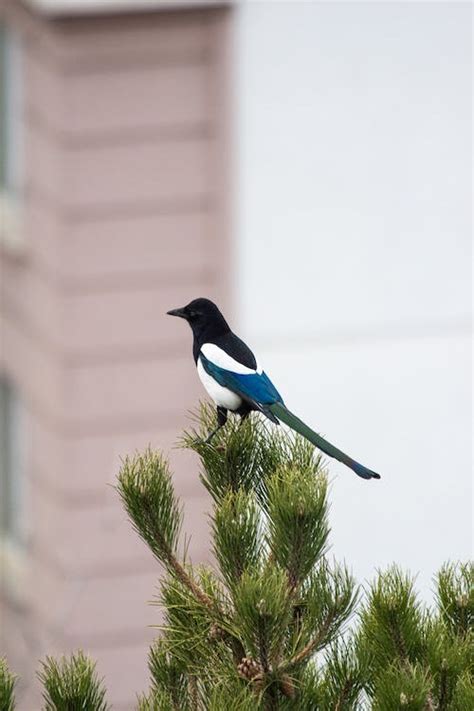 Close-up of a Magpie · Free Stock Photo