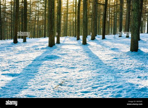 European larch forest in winter Stock Photo - Alamy