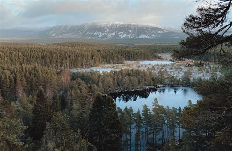 Aviemore Walks: 7 Of The Best Aviemore Trails | Wander Somewhere