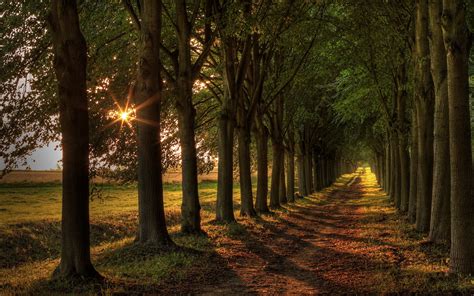 Trees Road Sunset wallpaper | 1920x1200 | #32264