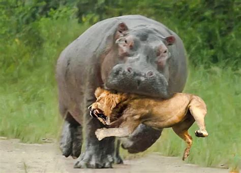 Lion Vs Hippo