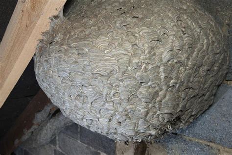 Enormous wasps' nest uncovered by London pest controllers in empty loft ...