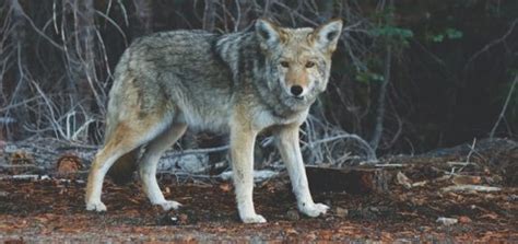 Coyote Barking Sound | Free Sound Effects | Animal Sounds