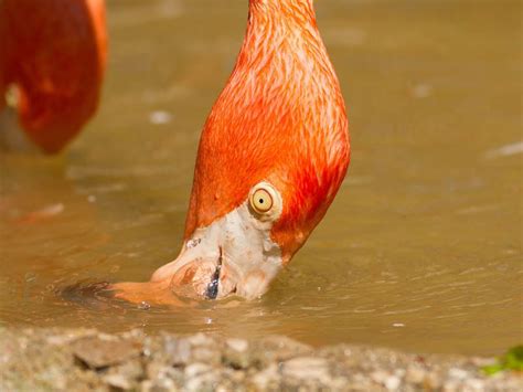 What Do Flamingos Eat? (Complete Guide) | Birdfact