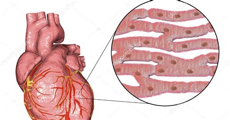 HISTO-EMBRIOLOGIA: TEJIDO MUSCULAR CARDÍACO