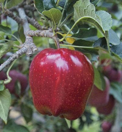 Red Delicious Apple Tree - Ison's Nursery & Vineyard