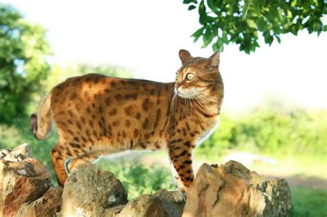 14 Cat Breeds That Look Like Tigers or Wild Animals | LoveToKnow Pets