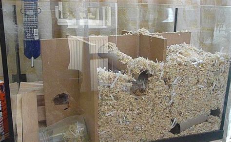 Gerbil house | Gerbil, Gerbil cages, Hamster diy