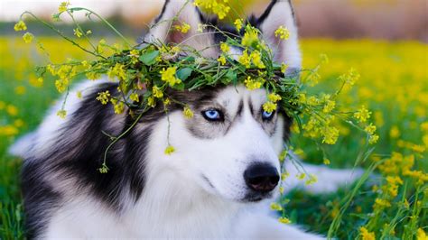 1920x1080 Siberian Husky Dog Laptop Full HD 1080P ,HD 4k Wallpapers ...