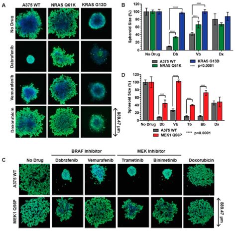 A375 Cell Line | Bioz | Ratings For Life-Science Research