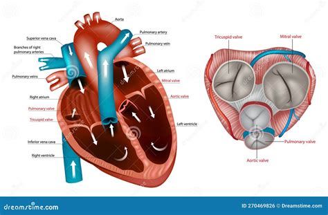 Structure Of The Heart Valves Anatomy. Mitral Valve, Pulmonary Valve ...